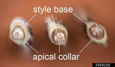 bull thistle, Cirsium vulgare  (Asterales: Asteraceae) - 5458166