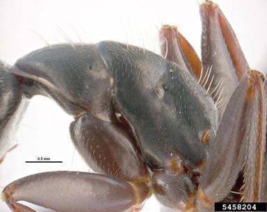 carpenter ant, Camponotus modoc  (Hymenoptera: Formicidae) - 5458204
