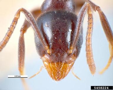 white-footed ant, Technomyrmex albipes  (Hymenoptera: Formicidae) - 5458224
