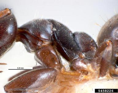 white-footed ant, Technomyrmex albipes  (Hymenoptera: Formicidae) - 5458226