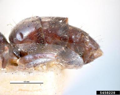 white-footed ant, Technomyrmex albipes  (Hymenoptera: Formicidae) - 5458228