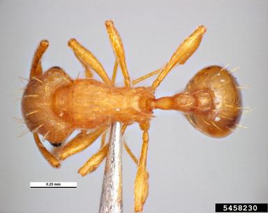 little fire ant, Wasmannia auropunctata  (Hymenoptera: Formicidae) - 5458230