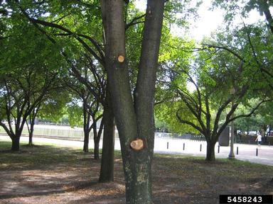pruning (general),    - 5458243
