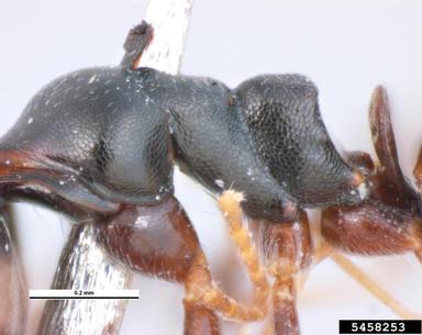 ant, Ochetellus glaber  (Hymenoptera: Formicidae) - 5458253