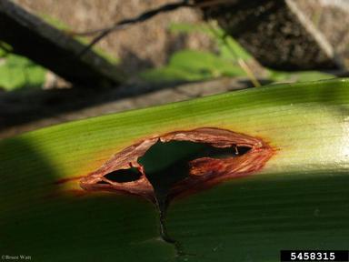 leaf blotch (Peyronellaea curtisii ) on amaryllis (Amaryllis spp. ) - 5458315