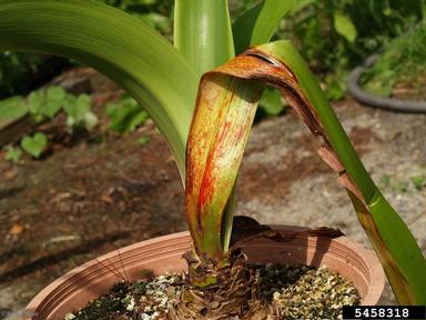 leaf blotch (Peyronellaea curtisii ) on amaryllis (Amaryllis spp. ) - 5458318