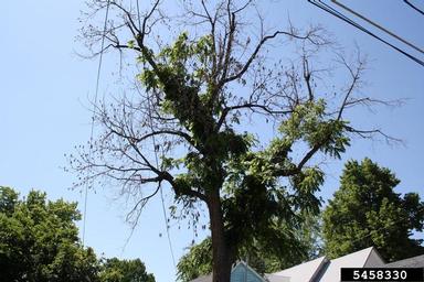 Thousand Cankers Disease (Geosmithia morbida ) on black walnut (Juglans nigra ) - 5458330