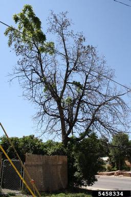 Thousand Cankers Disease (Geosmithia morbida ) on black walnut (Juglans nigra ) - 5458334