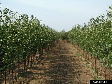 nursery operations,    - 5458341