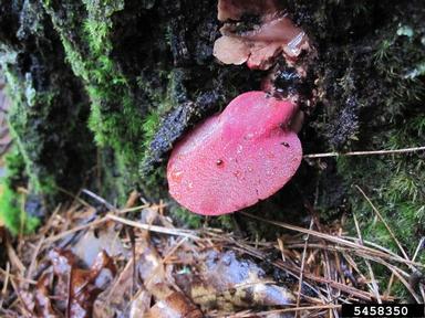 beefsteak fungus, Fistulina hepatica  (Agaricales: Fistulinaceae) - 5458350
