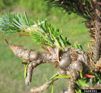balsam woolly adelgid (Adelges piceae ) on balsam fir (Abies balsamea ) - 5458351