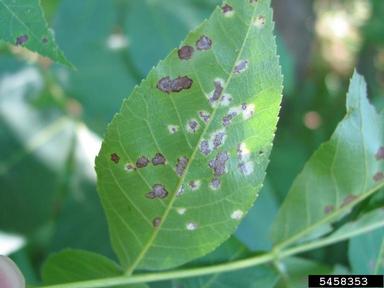 downy spot (Microstroma juglandis ) on shagbark hickory (Carya ovata ) - 5458353