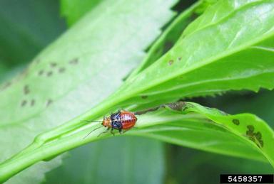 fourlined plant bug (Poecilocapsus lineatus ) on forsythia (Forsythia spp. ) - 5458357