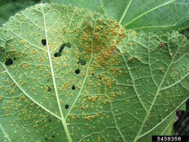rust (Puccinia malvacearum ) on hollyhock (Alcea rosea ) - 5458358