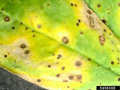 Leptosphaerulina leaf blight (Leptosphaerulina trifolii ) on alfalfa (Medicago sativa ) - 5458368