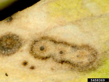 Leptosphaerulina leaf blight (Leptosphaerulina trifolii ) on alfalfa (Medicago sativa ) - 5458369