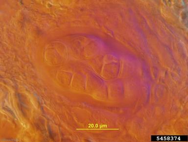 Leptosphaerulina leaf blight (Leptosphaerulina trifolii ) on alfalfa (Medicago sativa ) - 5458374