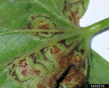 rust (Puccinia pelargonii-zonalis ) on geranium (Geranium spp. ) - 5458376