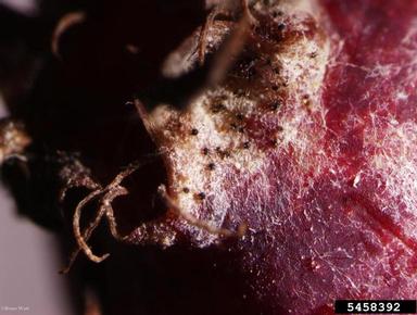 powdery mildew (Podosphaera spp. ) on serviceberry (Amelanchier spp. ) - 5458392