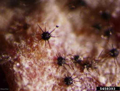 powdery mildew (Podosphaera spp. ) on serviceberry (Amelanchier spp. ) - 5458393
