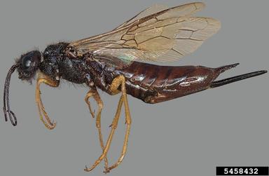 Sirex woodwasp, Sirex juvencus juvencus (Hymenoptera: Siricidae) - 5458432