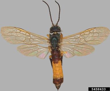 Sirex woodwasp, Sirex juvencus juvencus (Hymenoptera: Siricidae) - 5458433