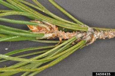 Monterey pine aphid (Essigella californica ) on aleppo pine (Pinus halepensis ) - 5458435