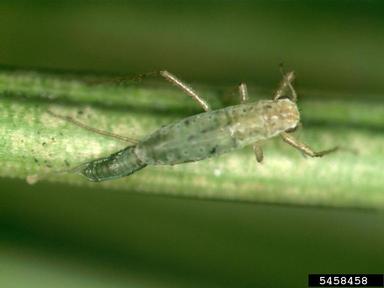 Monterey pine aphid (Essigella californica ) on aleppo pine (Pinus halepensis ) - 5458458