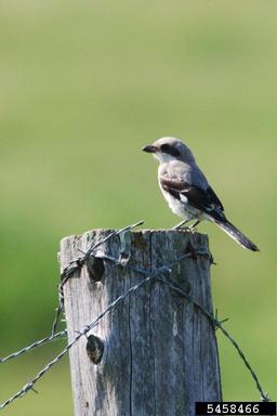 loggerhead shrike, Lanius ludovicianus  (Passeriformes: Laniidae) - 5458466