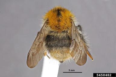 common carder bee, Bombus pascuorum  (Hymenoptera: Apidae) - 5458482