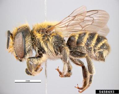 alfalfa leafcutting bee, Megachile rotundata  (Hymenoptera: Megachilidae) - 5458493