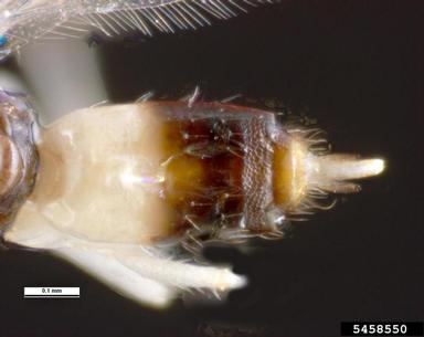 erythrina gall wasp, Quadrastichus erythrinae  (Hymenoptera: Eulophidae) - 5458550