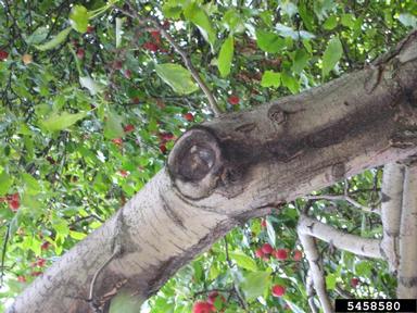 pruning (general),    - 5458580