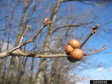 oak bullet gall (Disholcaspis quercusglobulus ) on oak (Quercus spp. ) - 5458595