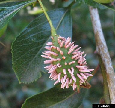 quince rust (Gymnosporangium clavipes ) on hawthorn (Crataegus spp. ) - 5458601