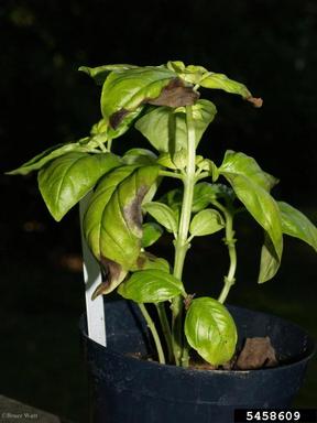 basil downy mildew (Peronospora belbahrii ) on basil (Ocimum spp. ) - 5458609