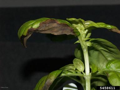 basil downy mildew (Peronospora belbahrii ) on basil (Ocimum spp. ) - 5458611