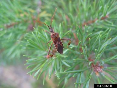 western conifer-seed bug (Leptoglossus occidentalis ) on Scots pine (Pinus sylvestris ) - 5458618