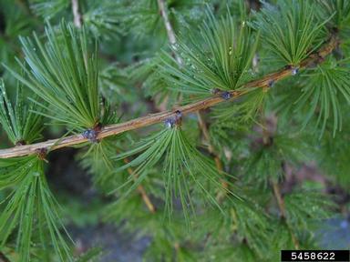 blade spruce Gall adelgid (Adelges laricis ) on larch (Larix spp. ) - 5458622