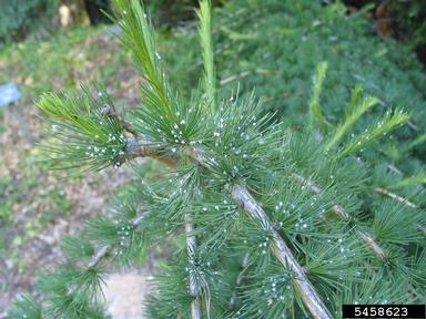 blade spruce Gall adelgid (Adelges laricis ) on larch (Larix spp. ) - 5458623