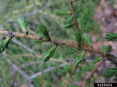 blade spruce Gall adelgid (Adelges laricis ) on larch (Larix spp. ) - 5458624