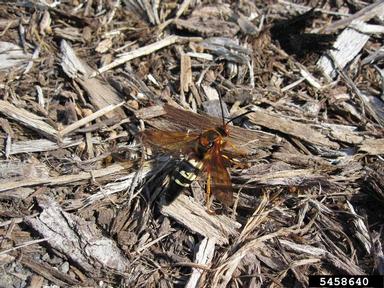 cicada killer, Sphecius speciosus  (Hymenoptera: Sphecidae) - 5458640