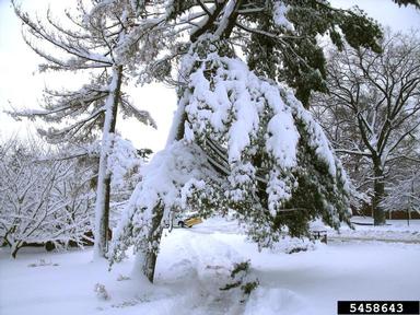 snow and ice damage (snow load),    (Abiotic: Other abiotic damage) - 5458643