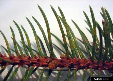 spruce needle rust (Chrysomyxa weirii ) on blue spruce (Picea pungens ) - 5458658