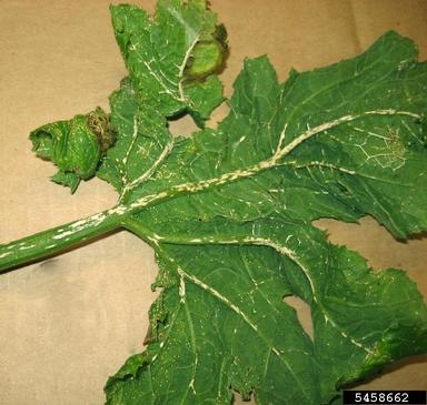 Plectosporium blight (Plectosporium tabacinum ) on zucchini (Cucurbita pepo var. pepo) - 5458662