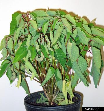 black root rot (Thielaviopsis basicola ) on poinsettia (Euphorbia pulcherrima ) - 5458666