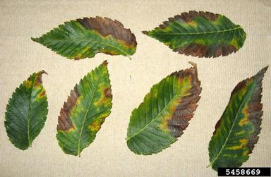 bacterial leaf scorch (Xylella fastidiosa ) on elm (Ulmus spp. ) - 5458669