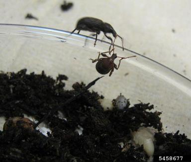 black vine weevil, Otiorhynchus sulcatus  (Coleoptera: Curculionidae) - 5458677