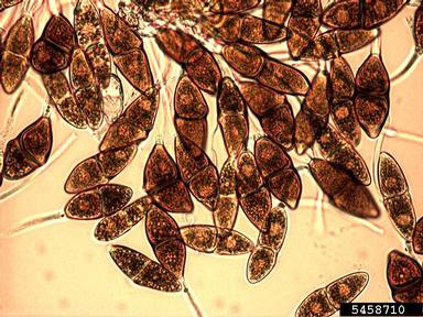 Japanese apple rust (Gymnosporangium yamadae ) on juniper (Juniperus spp. ) - 5458710