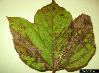 downy mildew (Plasmopara viburni ) on viburnum (Viburnum spp. ) - 5458714